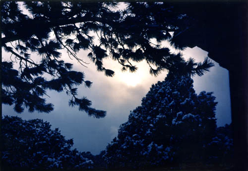 snow pines